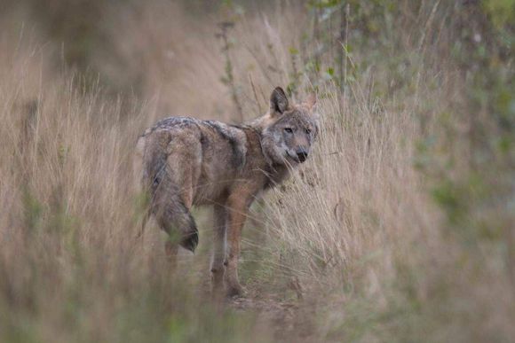 pzo8d1 wolf sighting september 2021 near husum germany tobias reimann 20231114122755