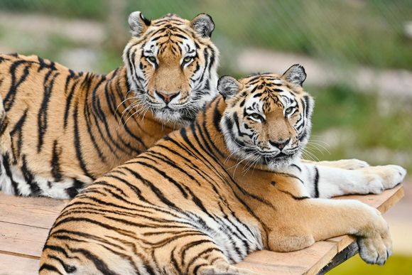 a23gcv siberian tigers are a big attraction at many of germanys zoos and animal parks 20231031085337