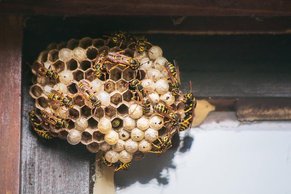 hkfdl2 if you can cohabit peacefully the advice is to leave a wasp nest until it is abandoned in autumn photo istockphoto 20240704155414