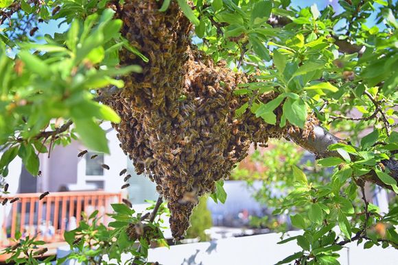 pvaw49 a swarm of honey bees 20240525083655