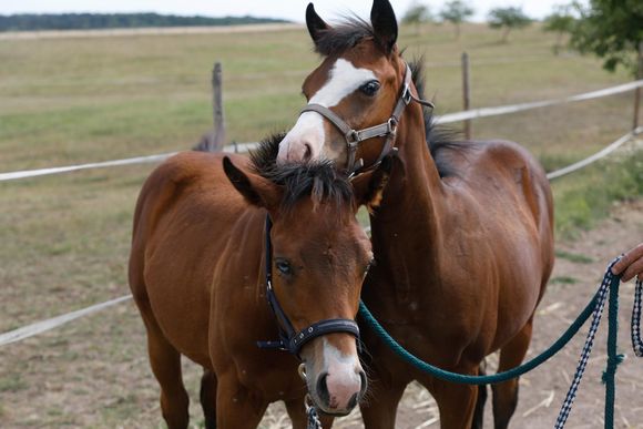 ethe4m luxembourg is a horse loving nation with plenty of stables offering riding or a pension 20240418102254